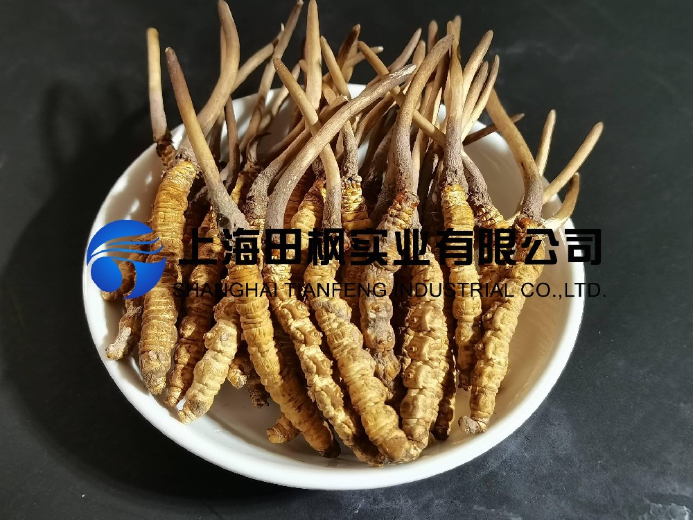 冬蟲夏草凍干：中藥材真空冷凍干燥機應用案例